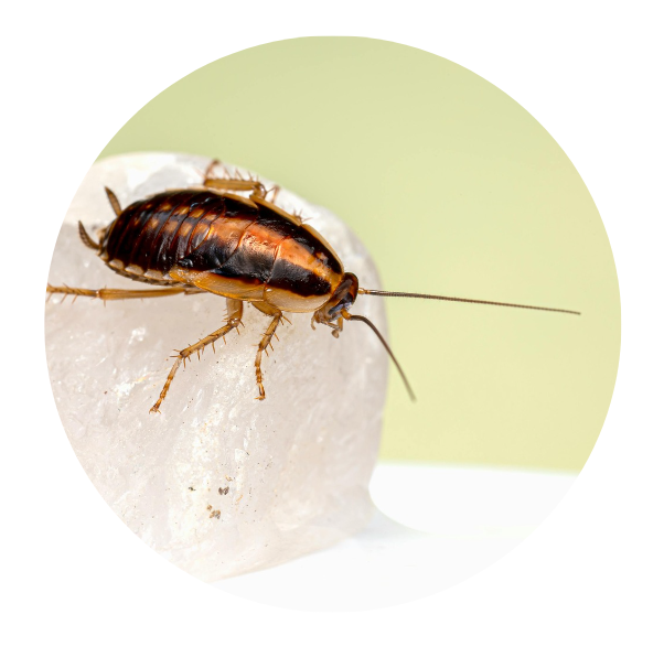 General Pest Treatments