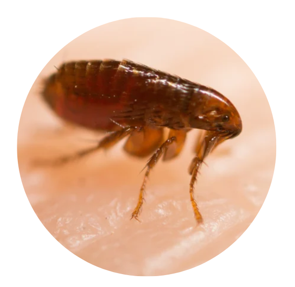 Flea Treatments