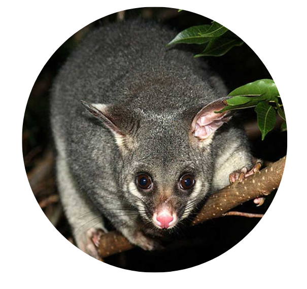 Possum Trapping