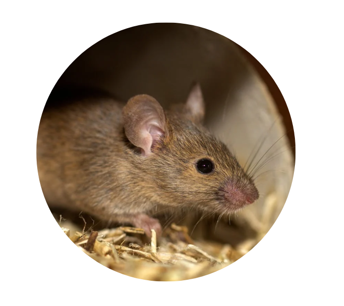 Rodent Treatments