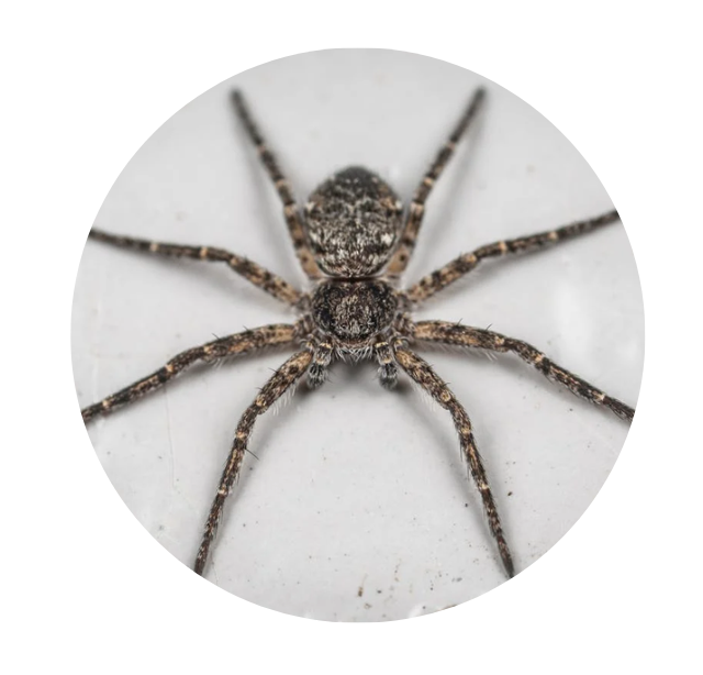 Poisonous Spider Treatment