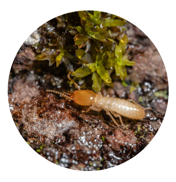 Termite Treatments